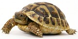 Tortoise Betting Method e-cover
