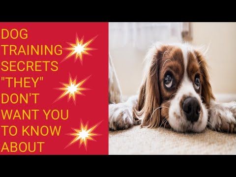 Dog Training Secrets They Don't Want You To Know